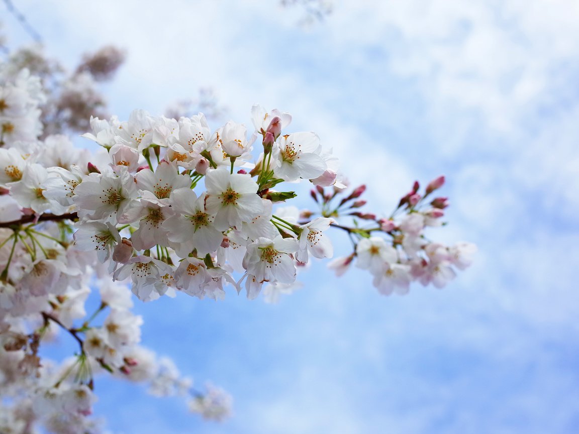 Обои небо, цветение, лепестки, сакура, the sky, flowering, petals, sakura разрешение 2048x1356 Загрузить