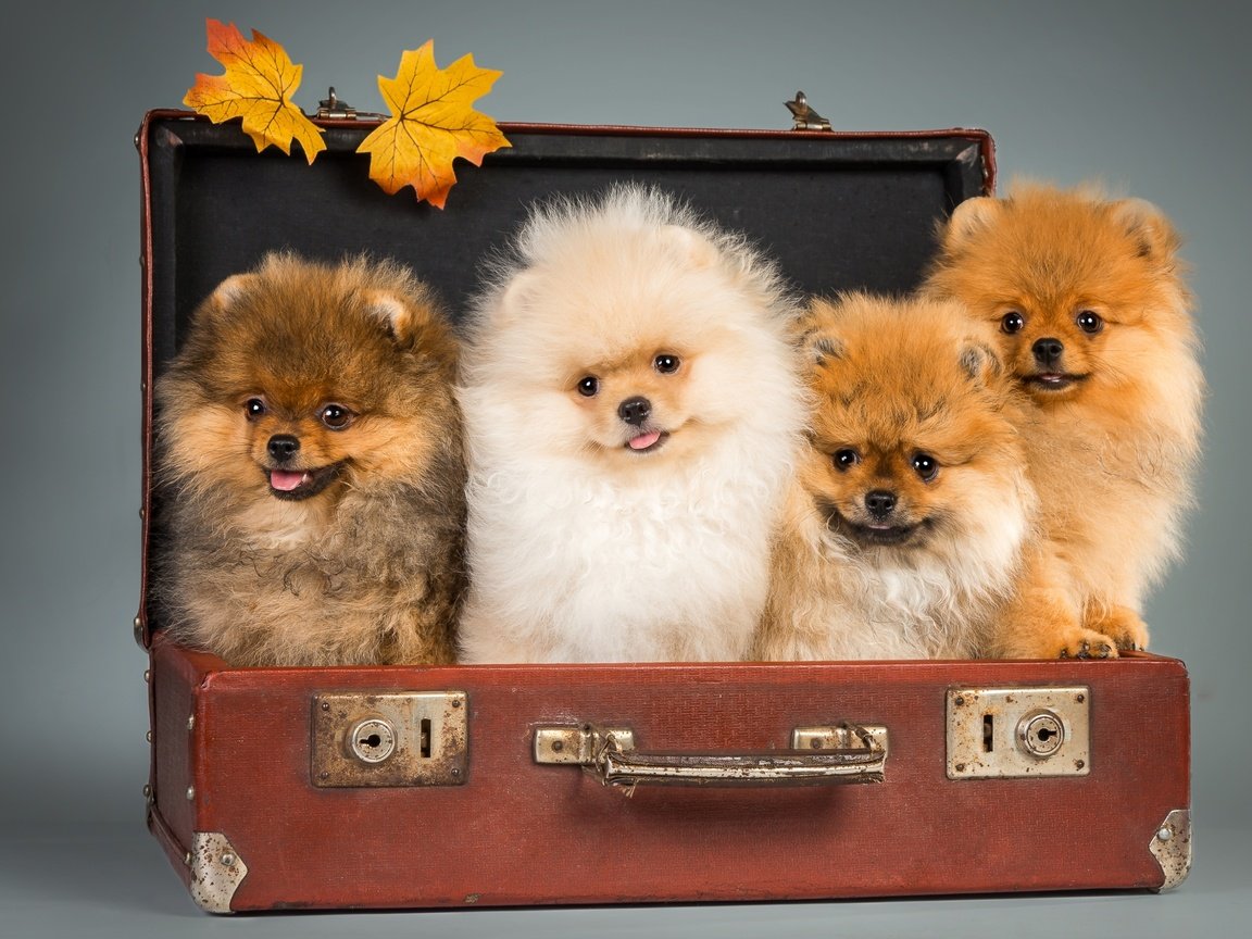 Обои щенки, чемодан, шпицы, puppies, suitcase, spitz разрешение 2800x1810 Загрузить