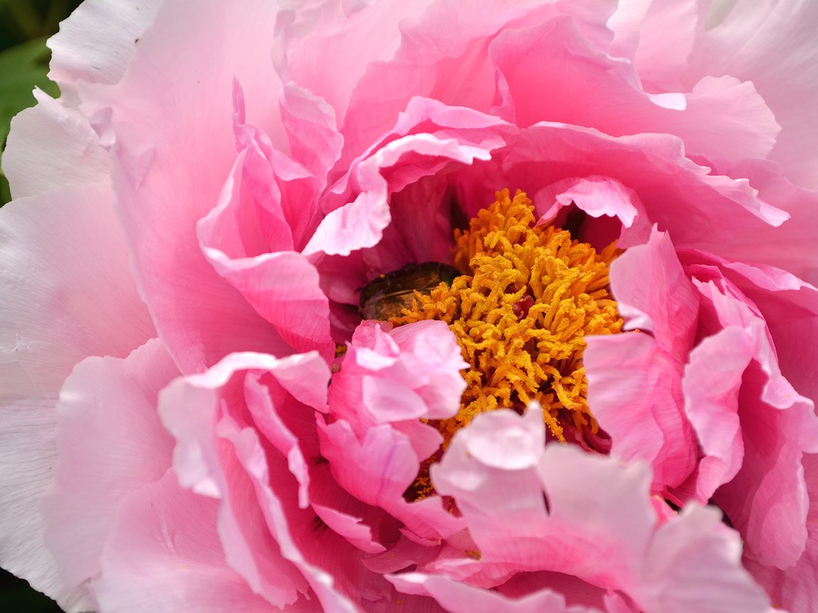 Обои макро, роза, лепестки, бутон, розовый, пион, macro, rose, petals, bud, pink, peony разрешение 2600x1722 Загрузить