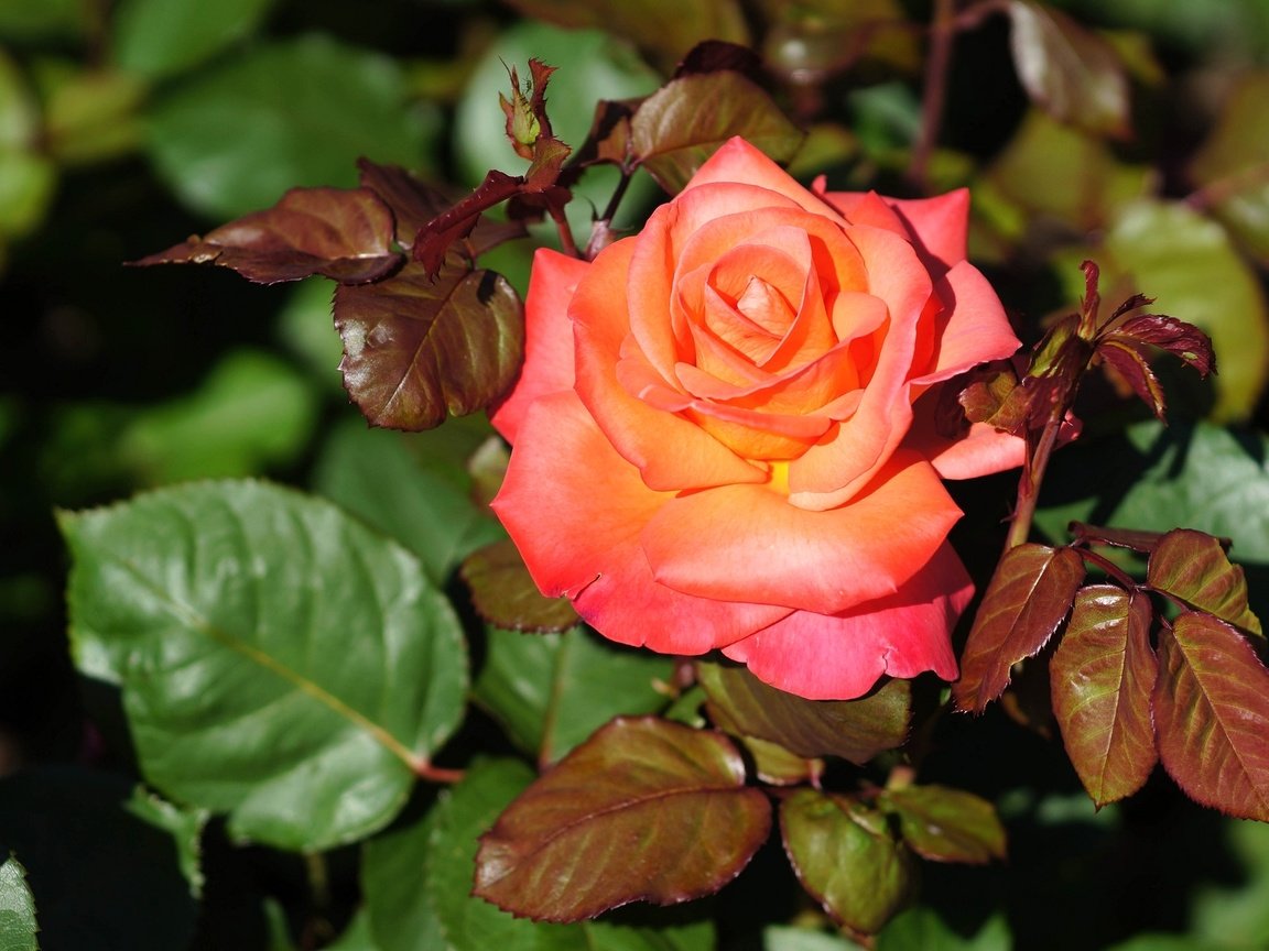 Обои роза, лепестки, бутон, rose, petals, bud разрешение 2048x1337 Загрузить