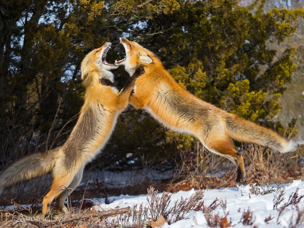 Обои снег, зима, лиса, драка, лисы, snow, winter, fox, fight разрешение 1958x1255 Загрузить