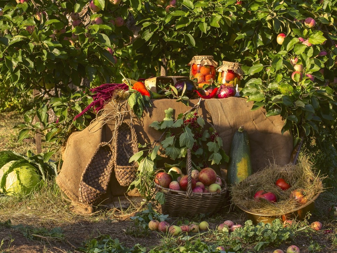 Обои яблоки, сад, лук, урожай, овощи, капуста, кабачки, яблони, apples, garden, bow, harvest, vegetables, cabbage, zucchini, apple разрешение 2400x1600 Загрузить