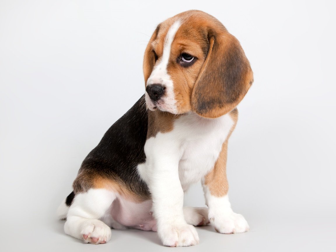 Обои щенок, милый, бигль, puppy, cute, beagle разрешение 3600x2395 Загрузить