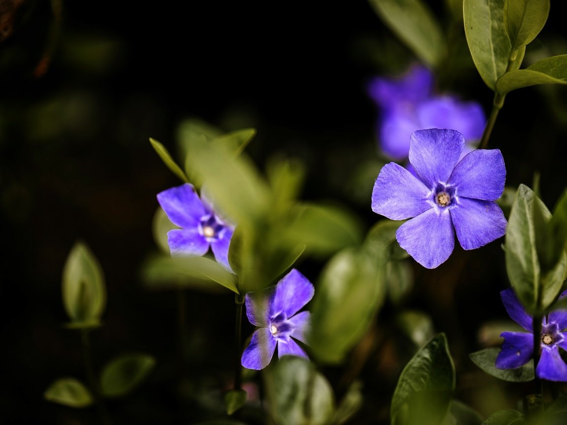 Обои макро, фиолетовый, барвинок, macro, purple, periwinkle разрешение 2048x1367 Загрузить