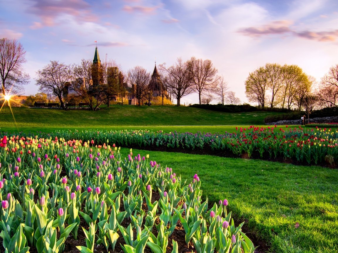 Обои парк, весна, тюльпаны, канада, неба, тульпаны, park, spring, tulips, canada, sky разрешение 2880x1635 Загрузить