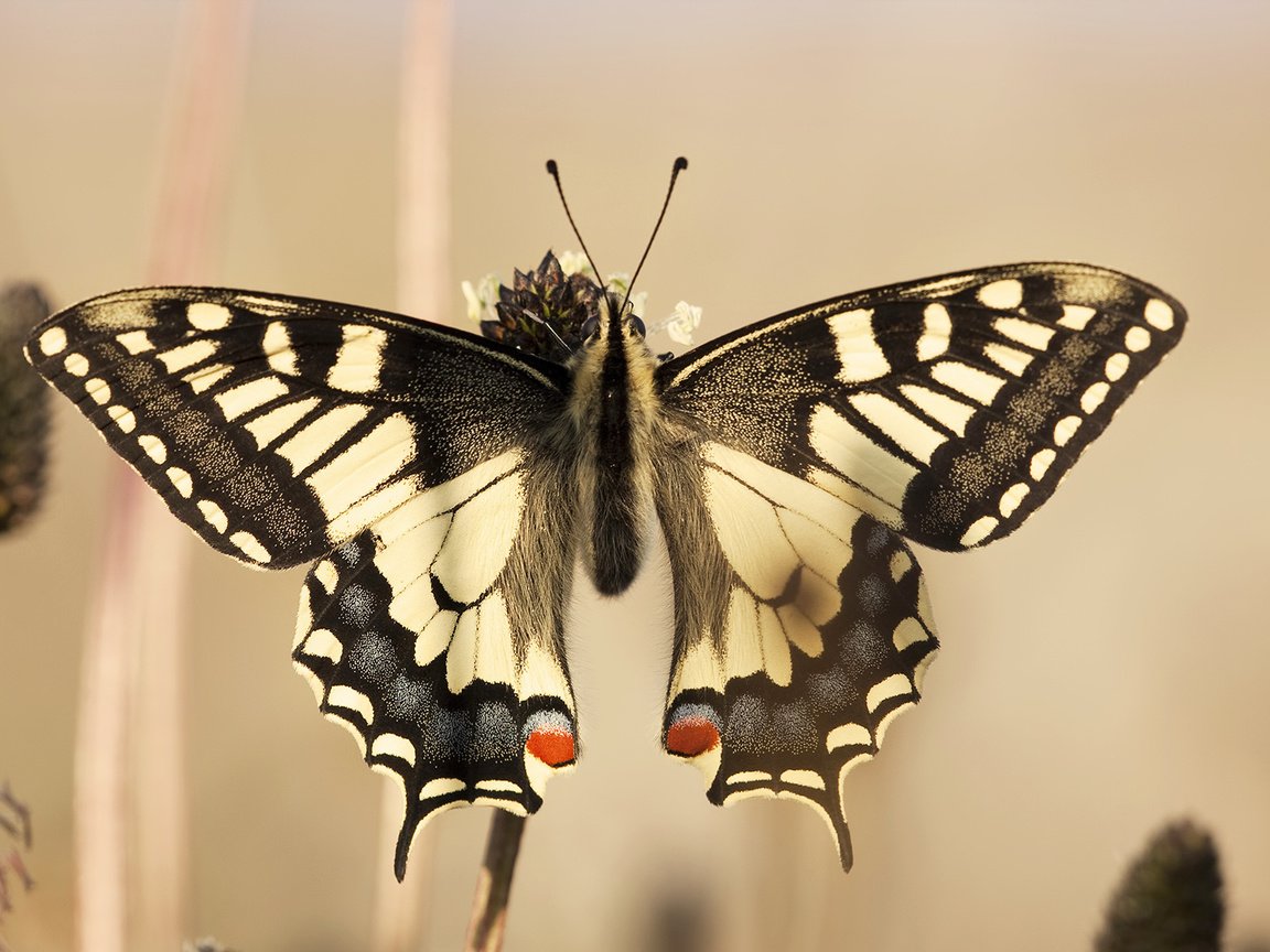 Обои бабочка, крылья, красиво, игруха, чешуекрылые, махаон, butterfly, wings, beautiful, ., lepidoptera, swallowtail разрешение 1920x1200 Загрузить