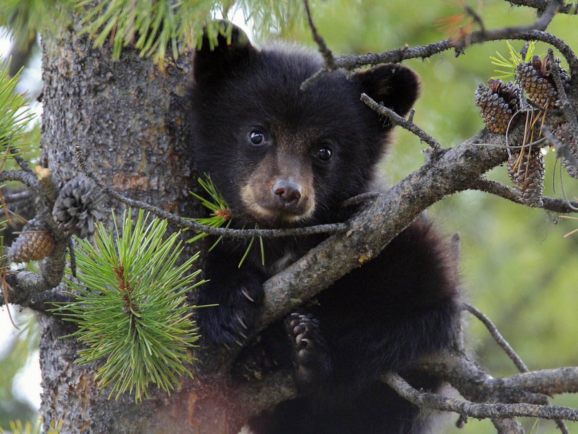 Обои дерево, ветки, медведь, медвежонок, tree, branches, bear разрешение 1920x1200 Загрузить