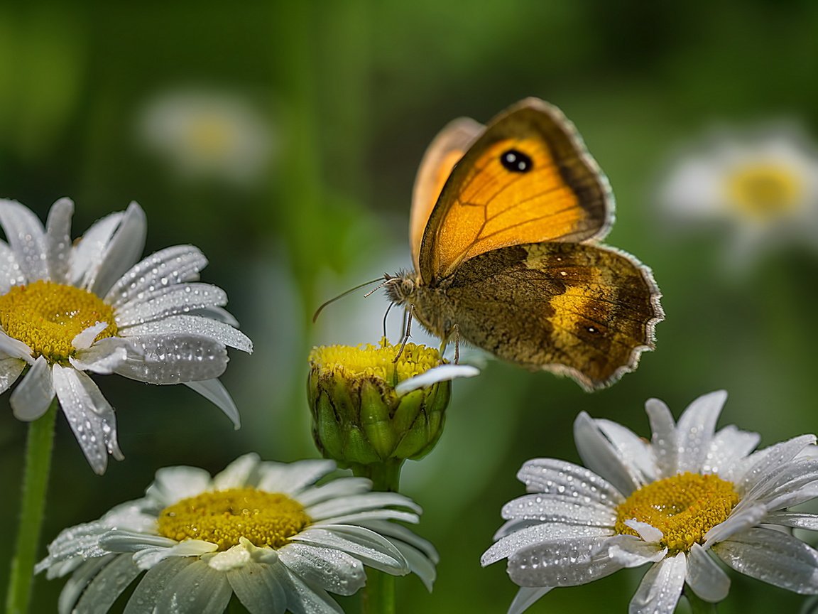 Обои цветы, насекомое, капли, лето, бабочка, крылья, ромашки, flowers, insect, drops, summer, butterfly, wings, chamomile разрешение 2560x1440 Загрузить