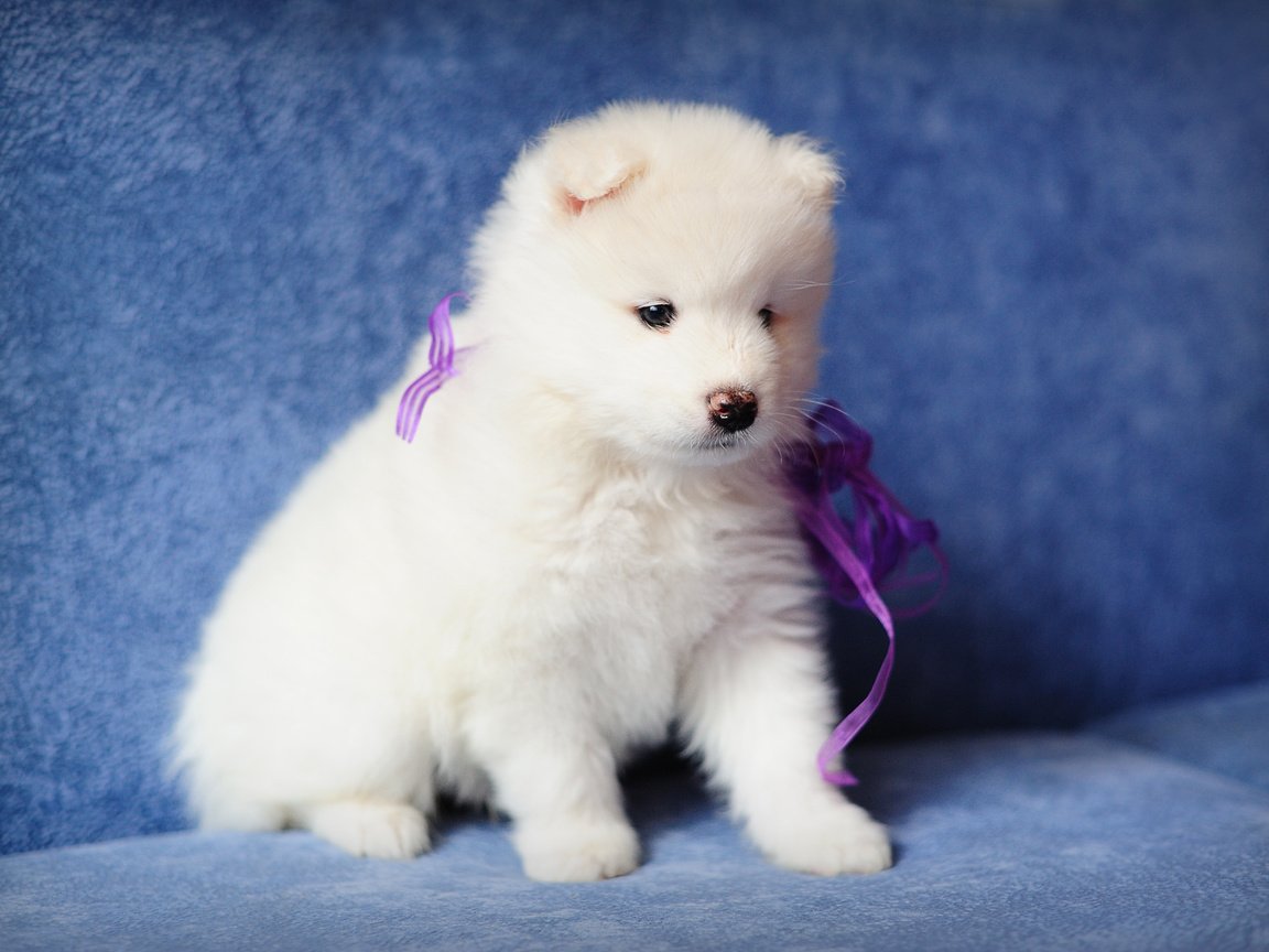 Обои собака, щенок, самоед, dog, puppy, samoyed разрешение 4256x2832 Загрузить