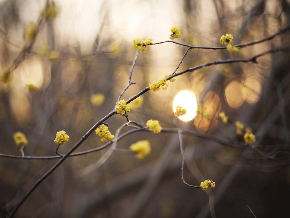 Обои солнце, ветки, боке, the sun, branches, bokeh разрешение 5170x3744 Загрузить