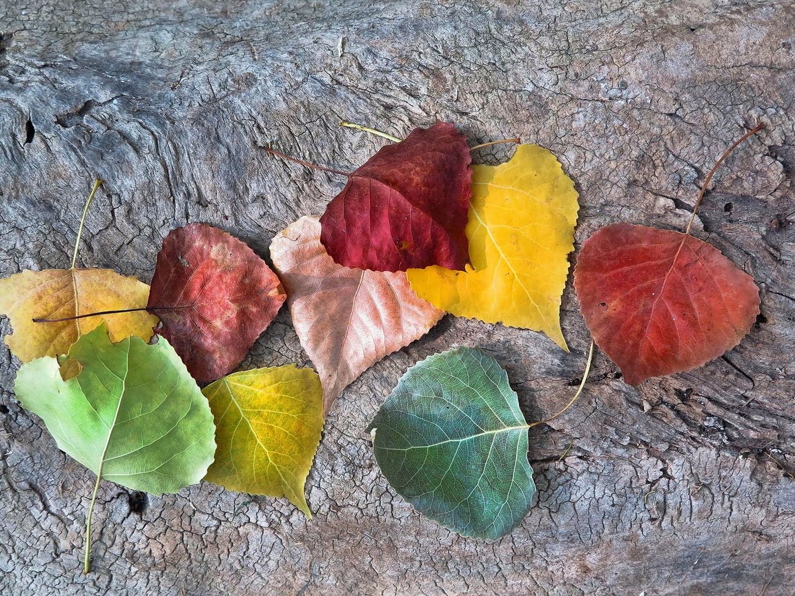 Обои листья, осень, опадают, осен,  листья, autumnal colors, leaves, autumn, fall разрешение 1920x1200 Загрузить