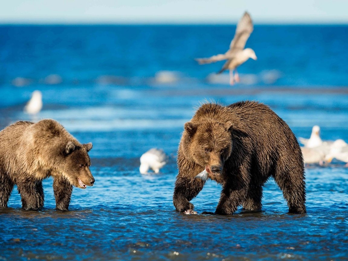 Обои вода, море, животные, медведь, птицы, чайки, рыбалка, медведи, water, sea, animals, bear, birds, seagulls, fishing, bears разрешение 1921x1202 Загрузить