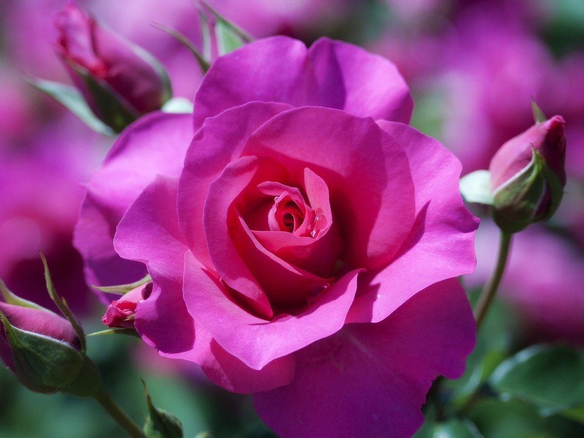 Обои цветы, бутоны, макро, розы, розовый, боке, flowers, buds, macro, roses, pink, bokeh разрешение 1920x1080 Загрузить