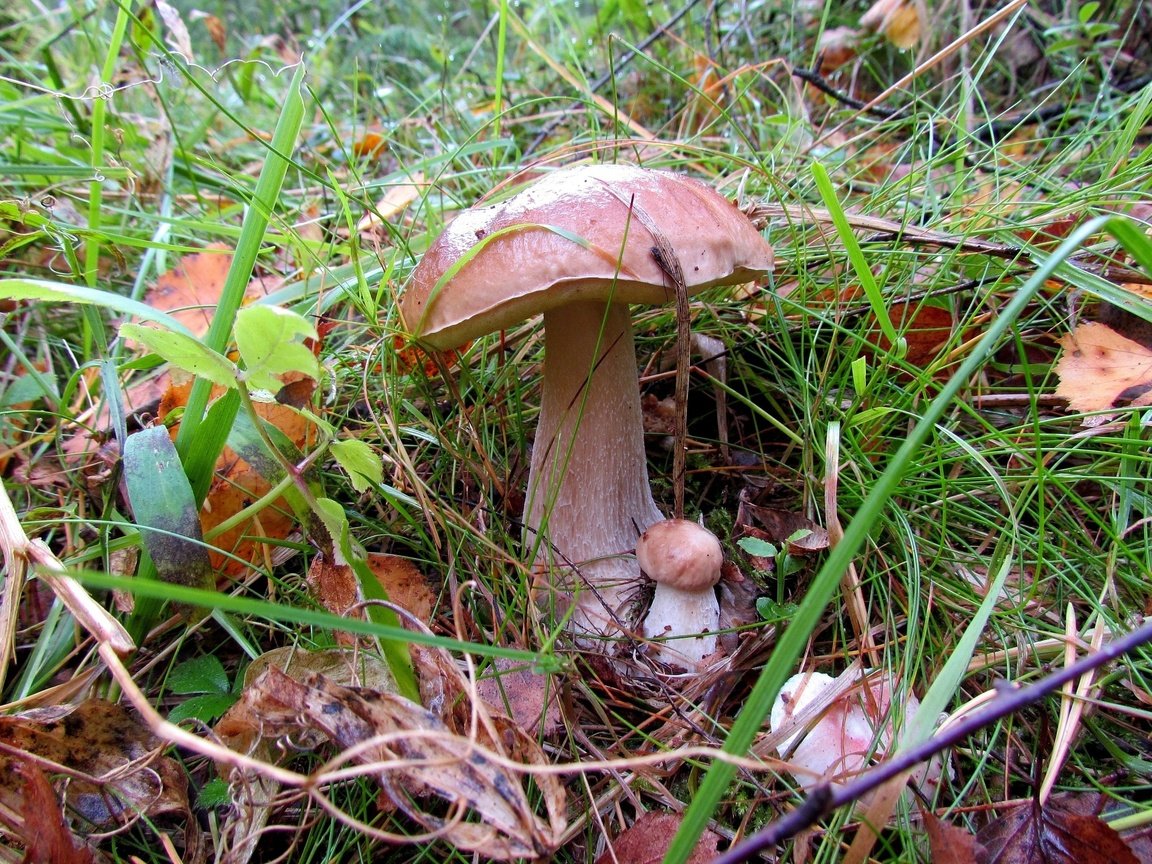 Обои трава, природа, листья, макро, осень, грибы, grass, nature, leaves, macro, autumn, mushrooms разрешение 3200x2125 Загрузить