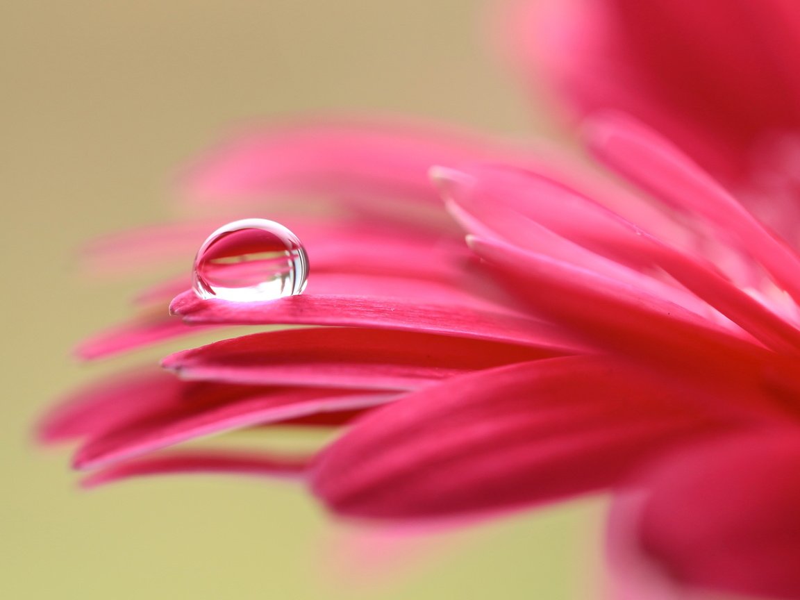 Обои макро, цветок, капля, лепестки, гербера, macro, flower, drop, petals, gerbera разрешение 5468x3287 Загрузить