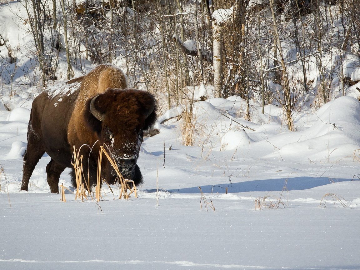 Обои снег, природа, зима, бизон, plains bison, степной бизон, буффало, snow, nature, winter, buffalo разрешение 1920x1200 Загрузить