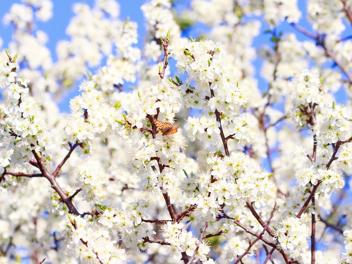 Обои цветение, бабочка, весна,  цветы, blossom, весенние, sunshine, flowering, butterfly, spring, flowers разрешение 6255x4170 Загрузить