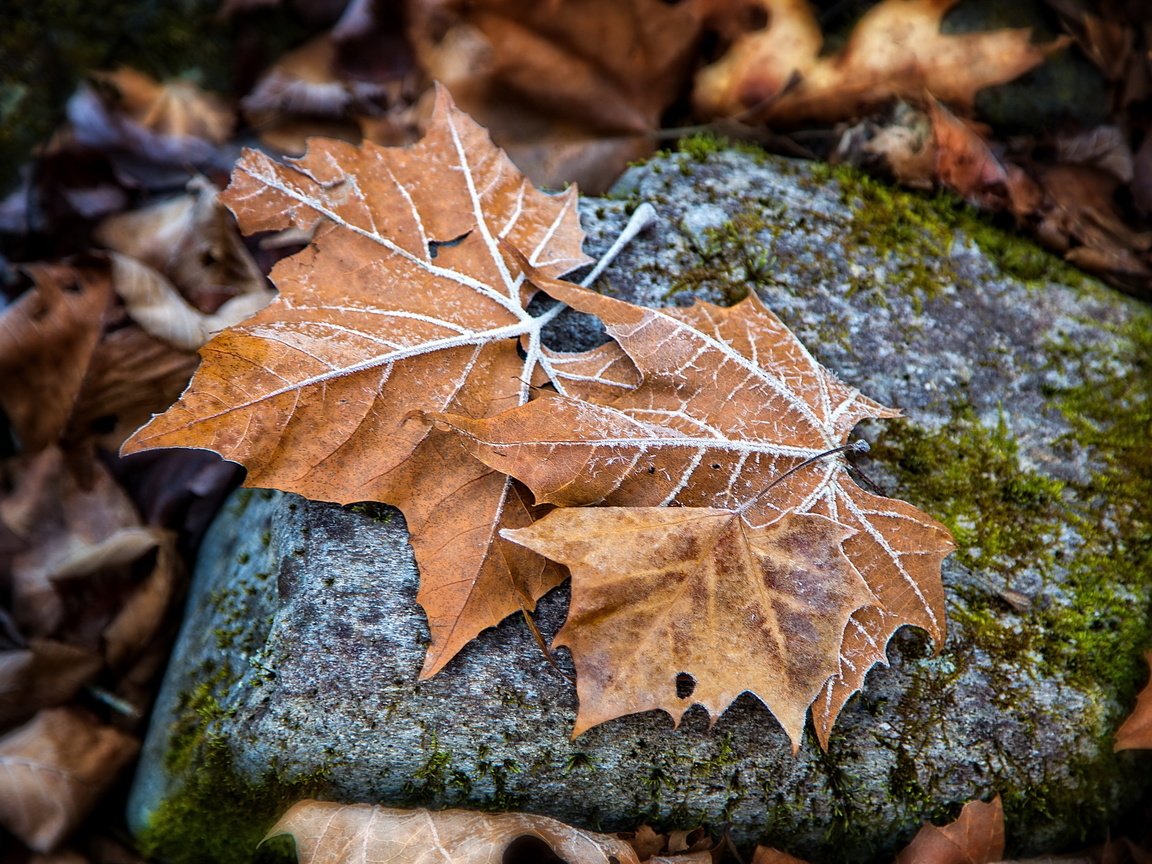 Обои природа, листья, осень, камень, кленовый лист, осенние листья, nature, leaves, autumn, stone, maple leaf, autumn leaves разрешение 2560x1592 Загрузить