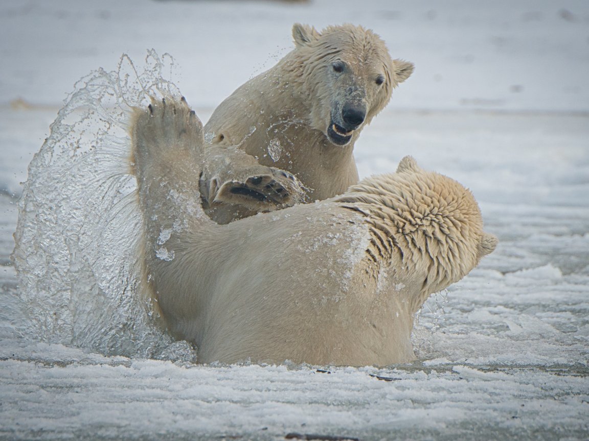 Обои брызги, медведи, аляска, белые медведи, спарринг, squirt, bears, alaska, polar bears, sparring разрешение 4045x2700 Загрузить