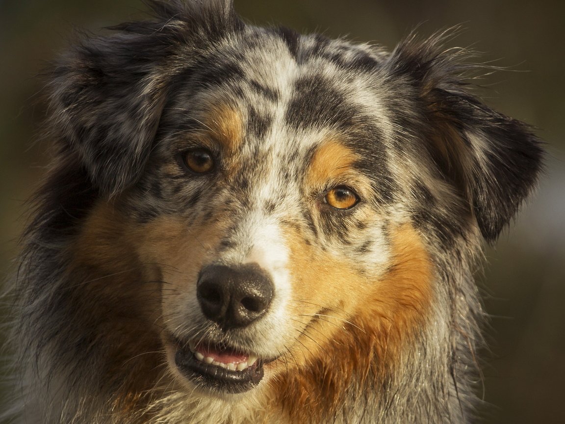 Обои портрет, собака, аусси, portrait, dog, aussie разрешение 3474x1954 Загрузить