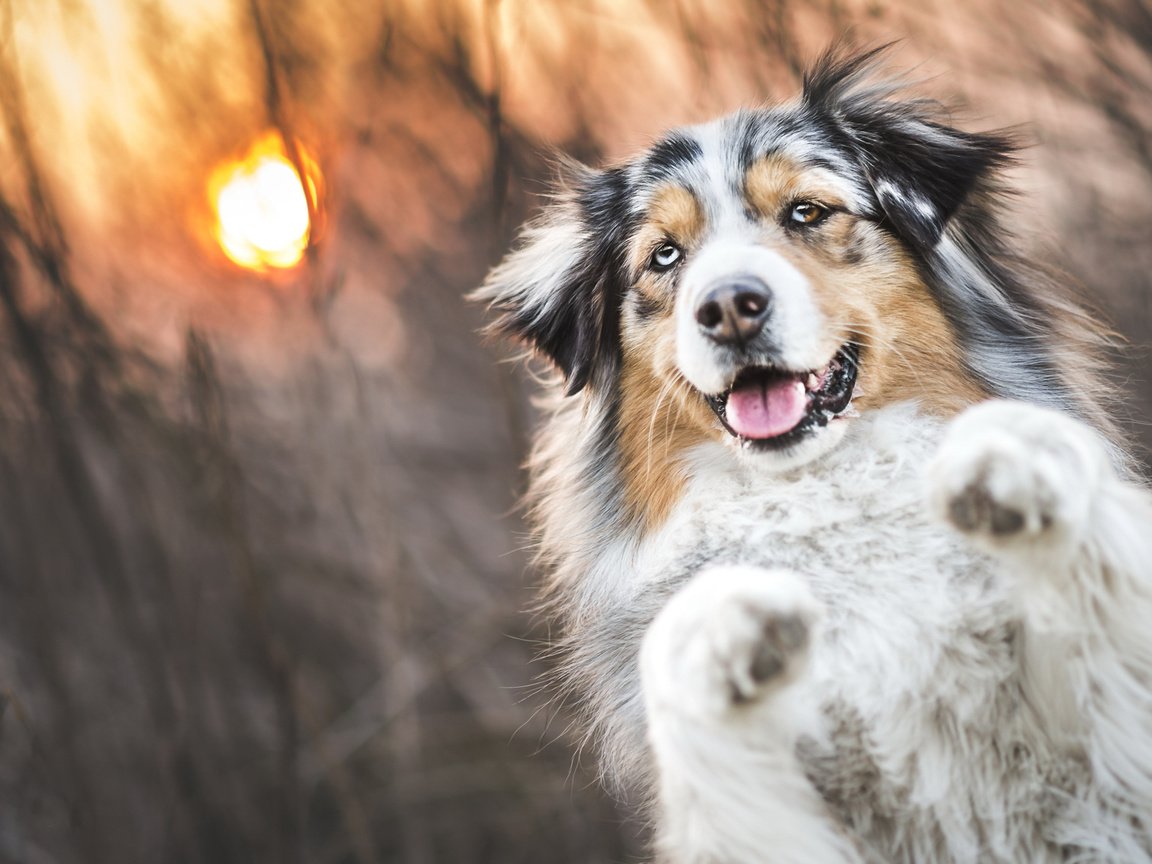 Обои трава, солнце, закат, собака, аусси, grass, the sun, sunset, dog, aussie разрешение 2048x1152 Загрузить