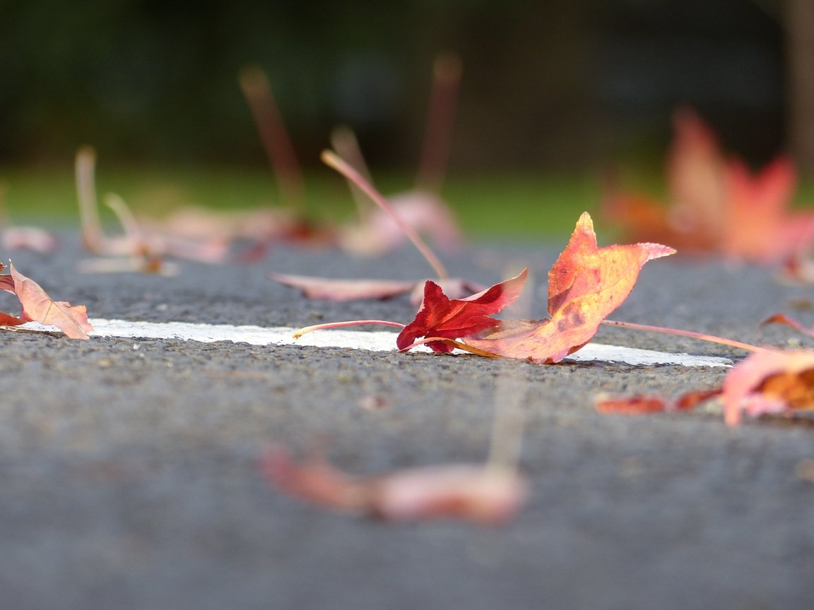 Обои дорога, листья, осень, листик, road, leaves, autumn, leaf разрешение 4000x3000 Загрузить