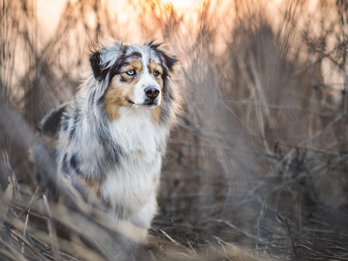 Обои трава, собака, заросли, аусси, grass, dog, thickets, aussie разрешение 2048x1152 Загрузить