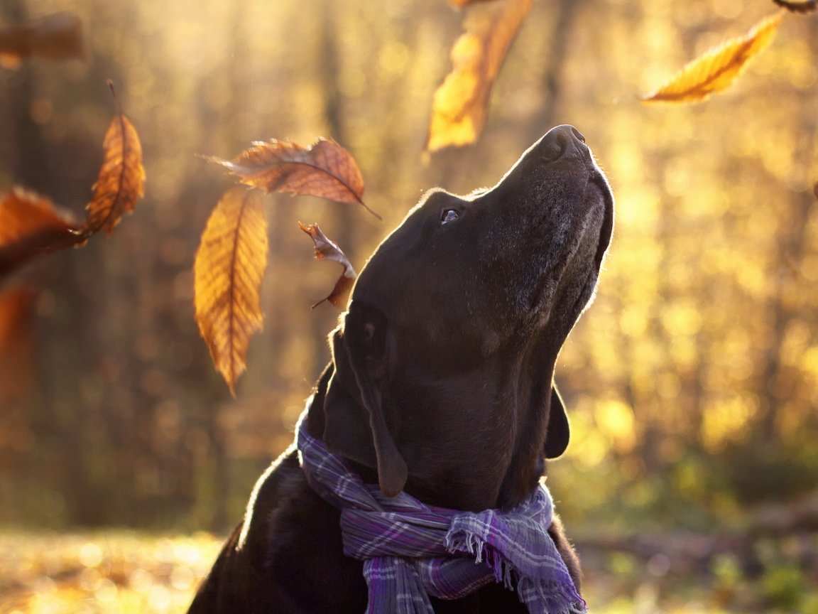 Обои листья, взгляд, осень, собака, друг, лабрадор, aaron, maria luisa milla, leaves, look, autumn, dog, each, labrador разрешение 2560x1707 Загрузить