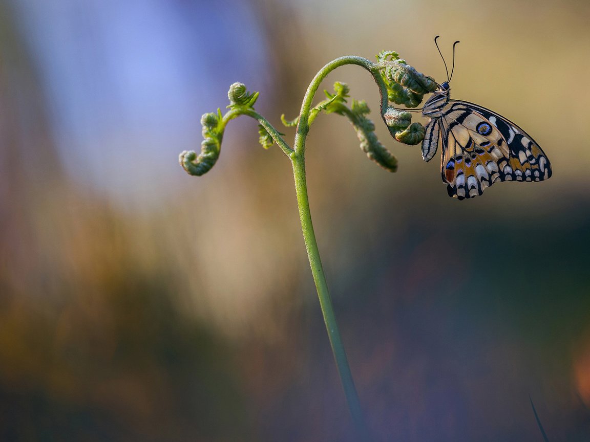 Обои макро, насекомое, бабочка, крылья, размытость, растение, стебель, macro, insect, butterfly, wings, blur, plant, stem разрешение 2048x1152 Загрузить