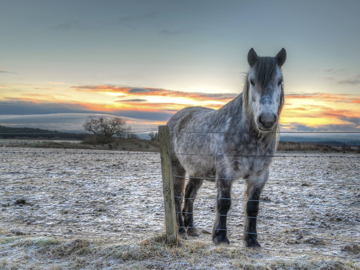 Обои лошадь, закат, забор, конь, horse, sunset, the fence разрешение 6005x4007 Загрузить