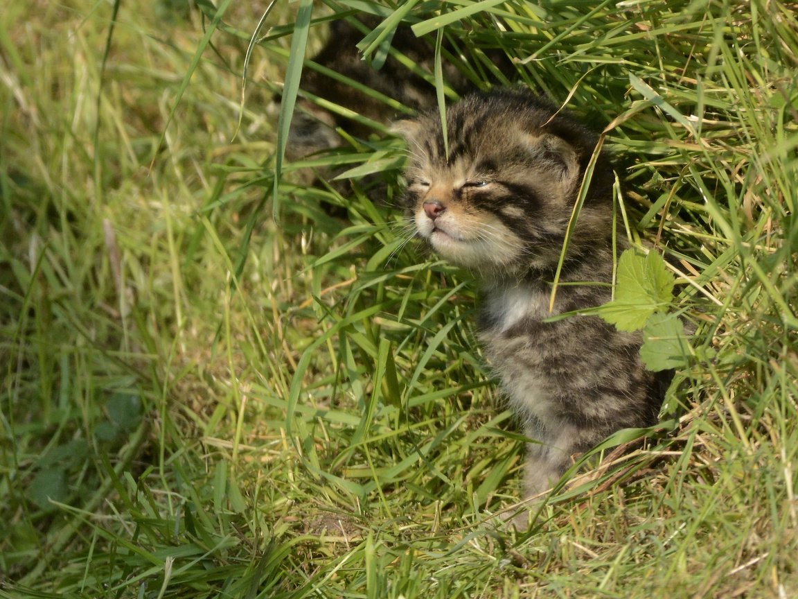 Обои трава, кошка, котенок, лесная, дикая кошка, шотландская, grass, cat, kitty, forest, wild cat, scottish разрешение 2891x2027 Загрузить