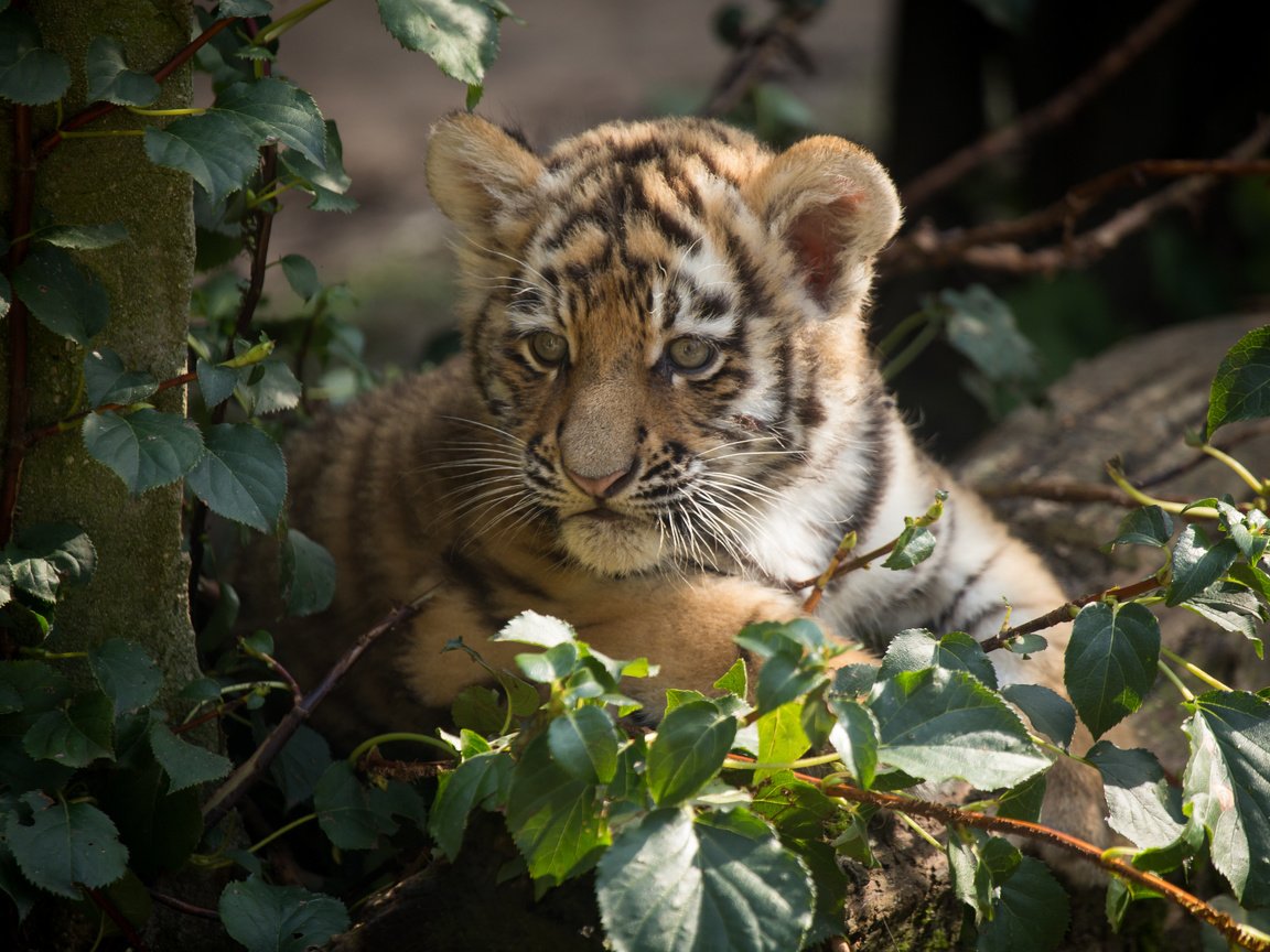 Обои тигр, кошка, тигренок, детеныш, амурский тигр, tiger, cat, cub, the amur tiger разрешение 5184x3456 Загрузить