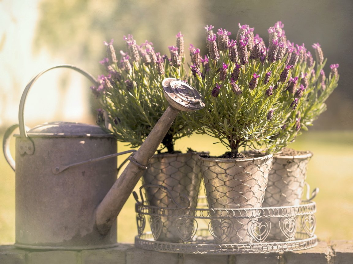 Обои цветы, лаванда, горшки, фотограф, лейка, just add water, julia martin, flowers, lavender, pots, photographer, lake разрешение 2046x1432 Загрузить