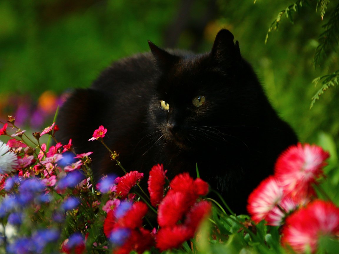 Обои цветы, кот, мордочка, взгляд, черный кот, маргаритки, flowers, cat, muzzle, look, black cat, daisy разрешение 3010x2007 Загрузить