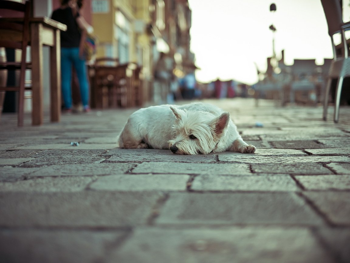 Обои собака, одиночество, улица, dog, loneliness, street разрешение 1920x1274 Загрузить