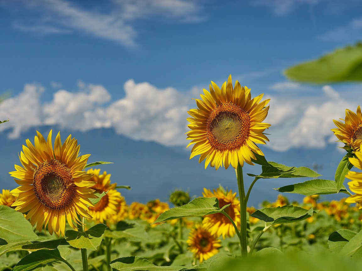 Обои небо, поле, лето, подсолнухи, the sky, field, summer, sunflowers разрешение 2048x1365 Загрузить