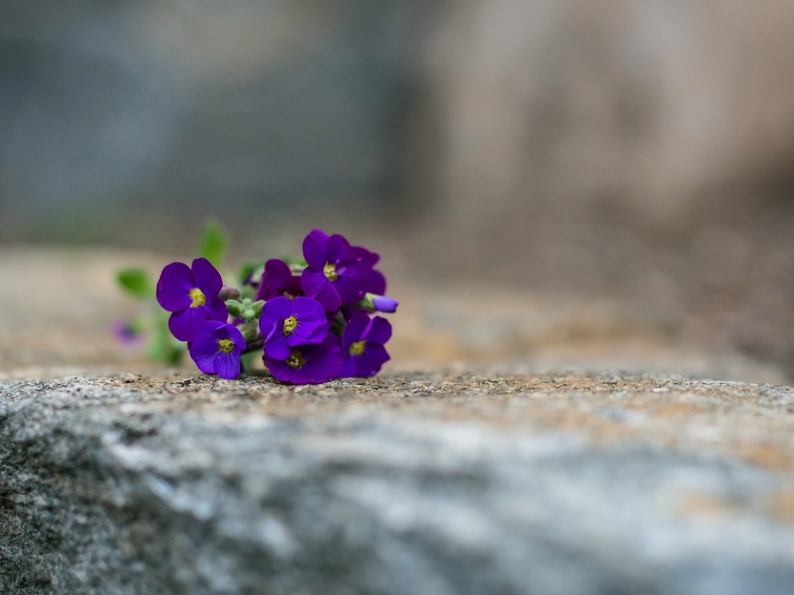 Обои цветы, макро, фон, flowers, macro, background разрешение 2560x1707 Загрузить