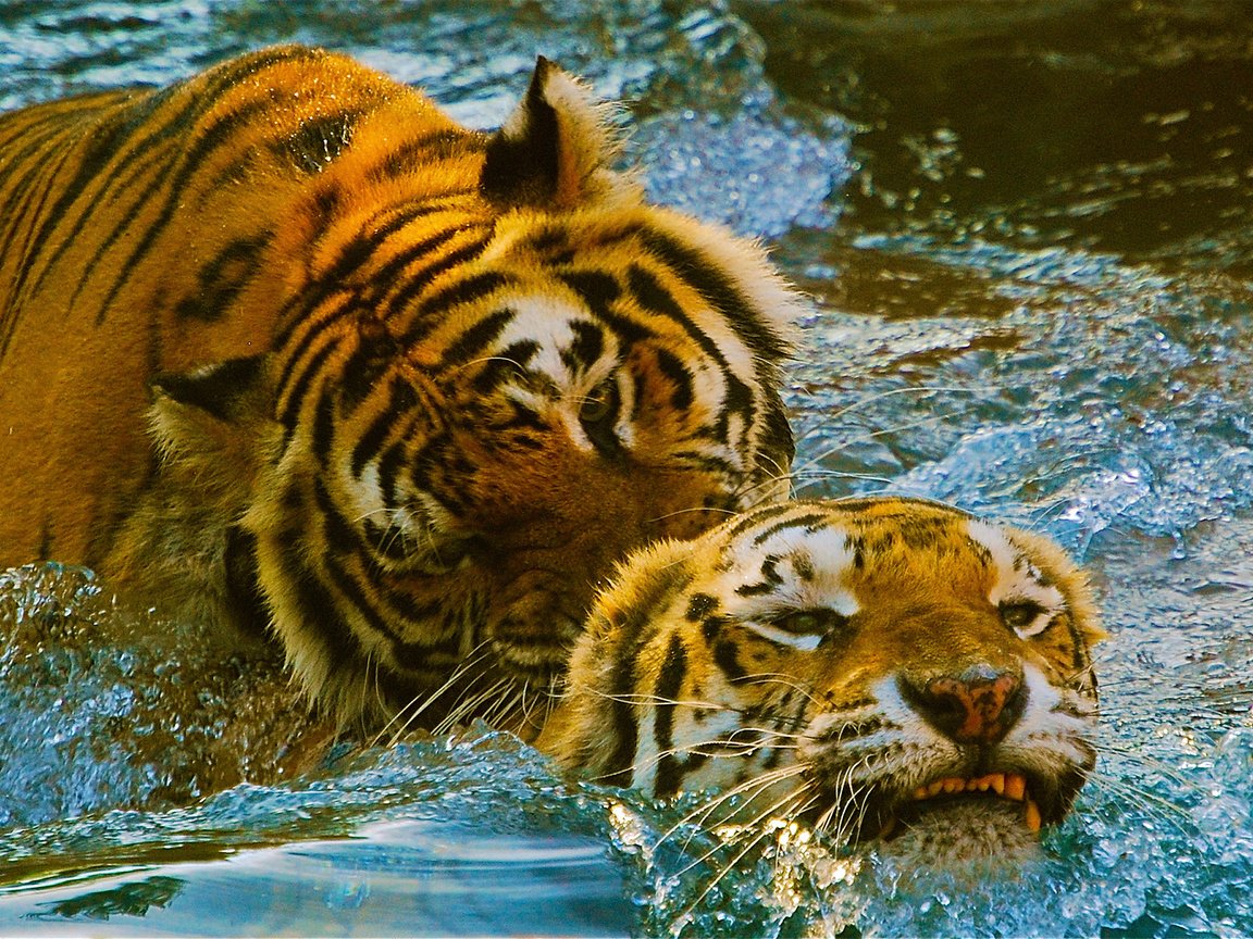 Обои тигр, вода, игра, пара, зоопарк, tiger, water, the game, pair, zoo разрешение 2651x1200 Загрузить