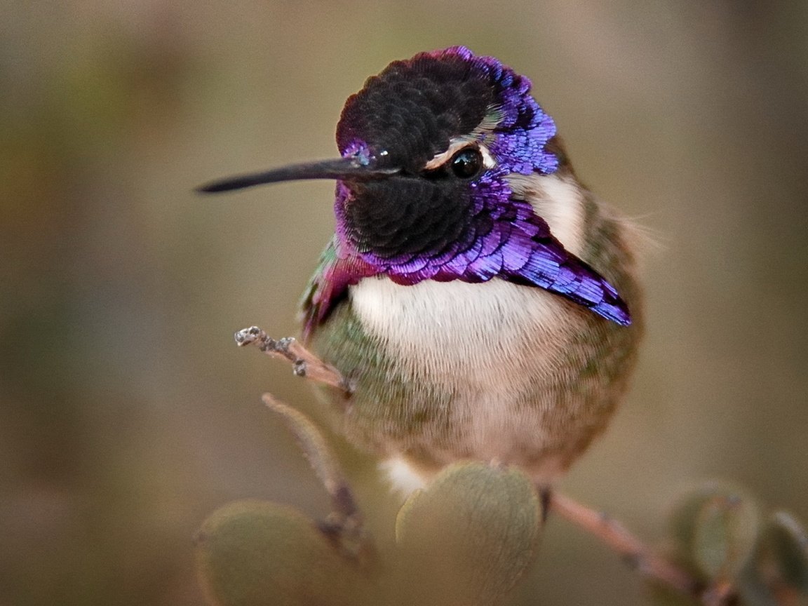 Обои птица, клюв, колибри, оперение, крупным планом, калипта коста, calypte costae, bird, beak, hummingbird, tail, closeup, calypte costa разрешение 1920x1342 Загрузить