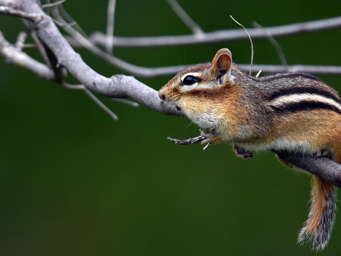 Обои ветки, животное, бурундук, грызун, branches, animal, chipmunk, rodent разрешение 2048x1313 Загрузить