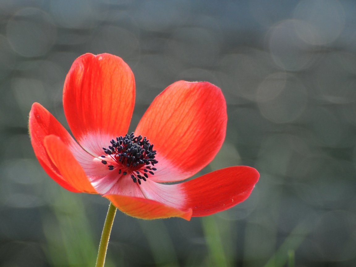 Обои фон, цветок, лепестки, красный, серый, блики, анемона, background, flower, petals, red, grey, glare, anemone разрешение 2048x1360 Загрузить