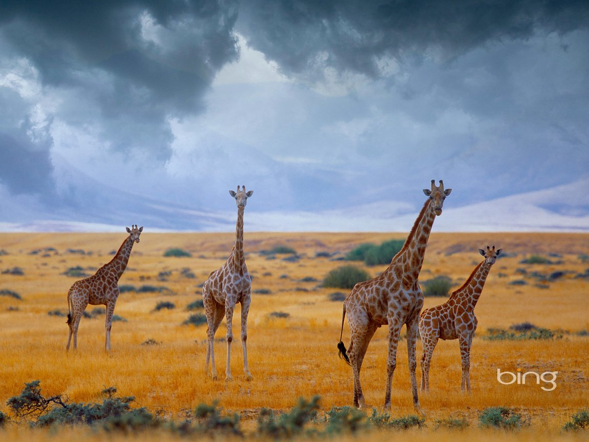 Обои небо, облака, африка, жирафы, намибия, the sky, clouds, africa, giraffes, namibia разрешение 1920x1200 Загрузить