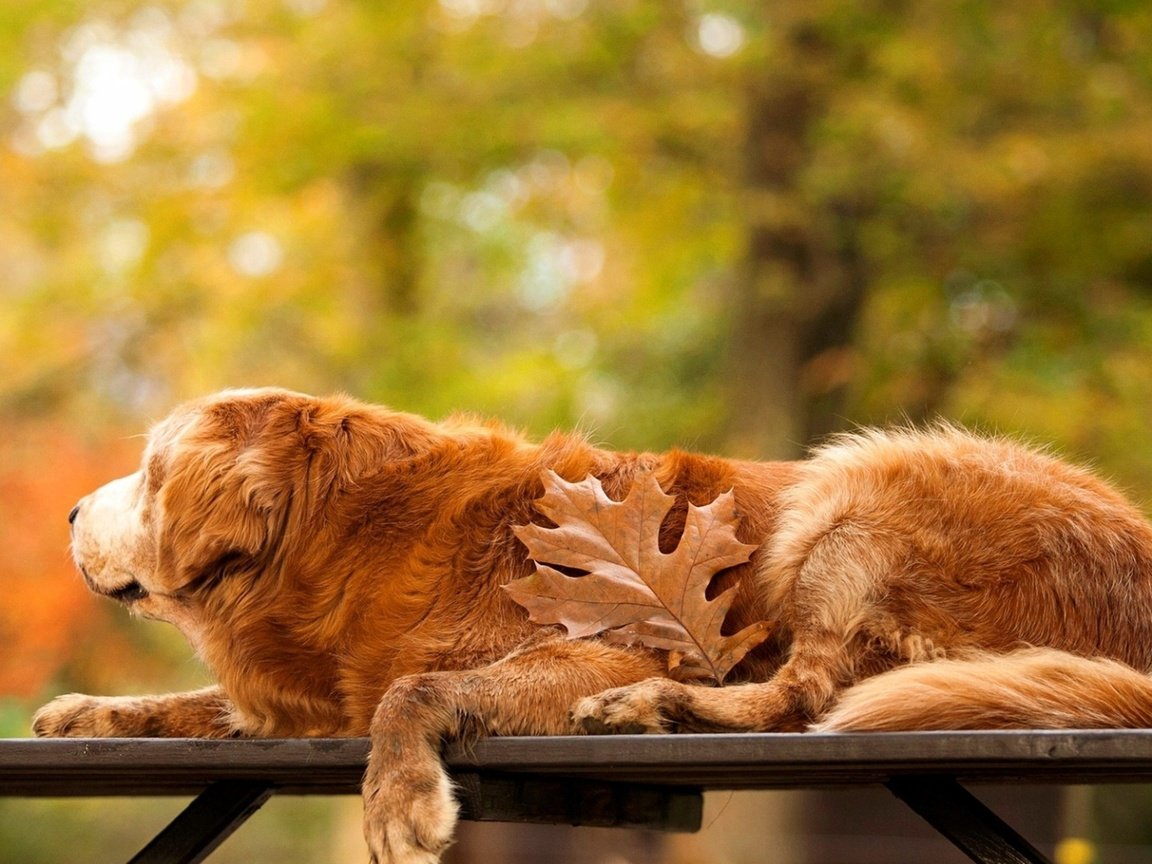 Обои осень, собака, лист, скамейка, золотистый ретривер, autumn, dog, sheet, bench, golden retriever разрешение 3250x1828 Загрузить