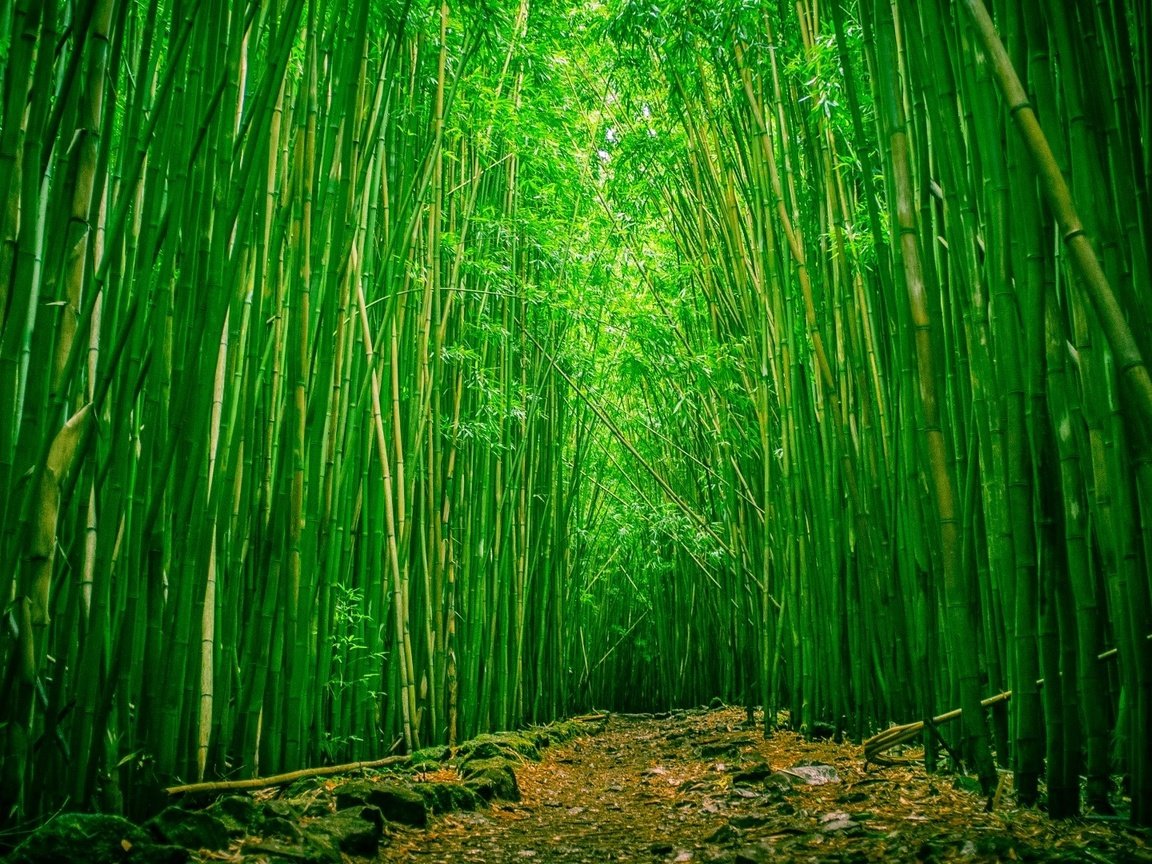 Обои природа, бамбук, бамбуковый лес, nature, bamboo, bamboo forest разрешение 1920x1080 Загрузить