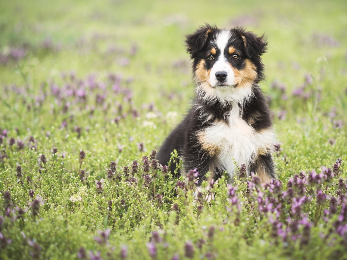 Обои цветы, поле, собака, луг, щенок, австралийская овчарка, аусси, flowers, field, dog, meadow, puppy, australian shepherd, aussie разрешение 2048x1152 Загрузить