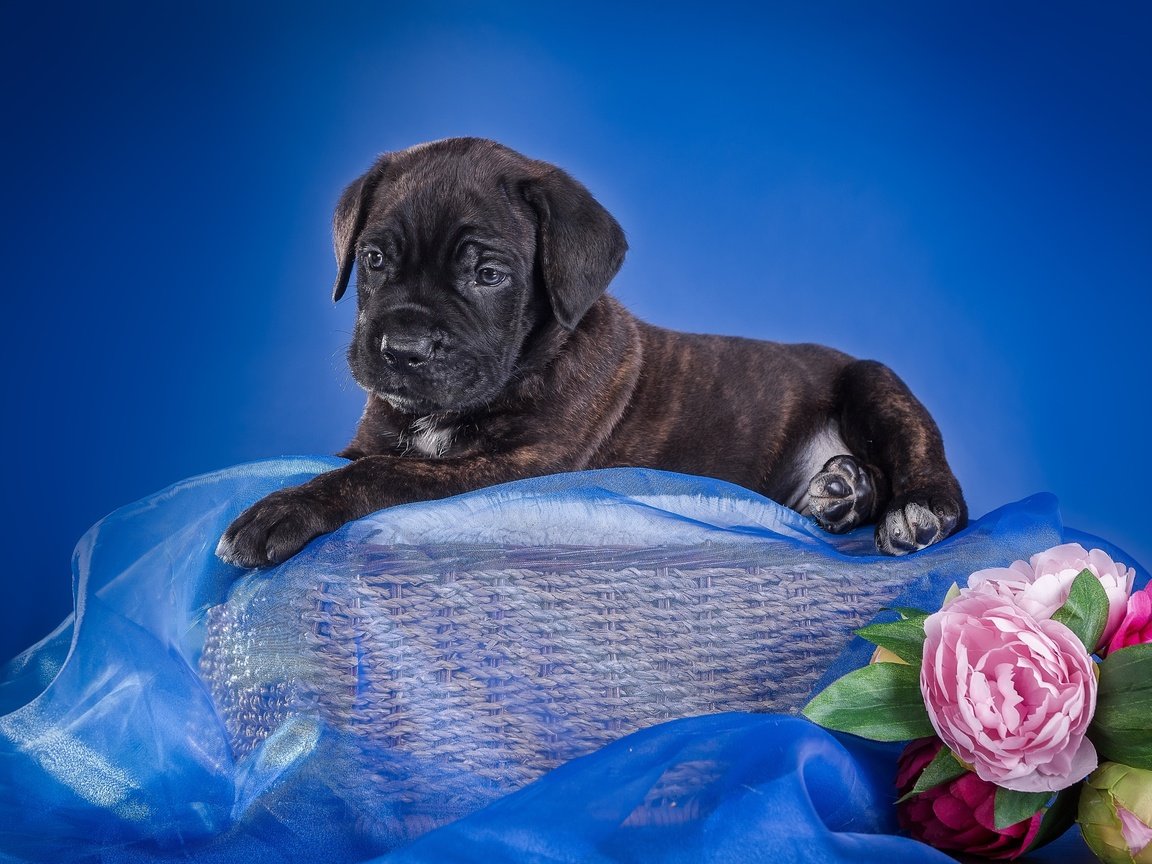 Обои цветы, щенок, ткань, корзина, кане-корсо, flowers, puppy, fabric, basket, cane corso разрешение 3600x2320 Загрузить