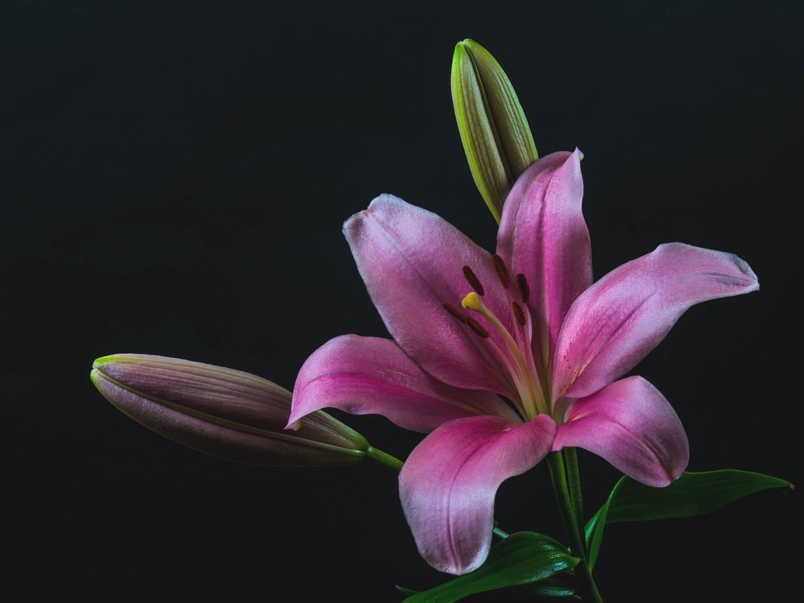 Обои бутоны, макро, лилия, розовая, buds, macro, lily, pink разрешение 2048x1363 Загрузить