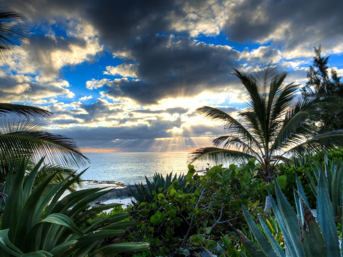 Обои вода, солнце, тучи, лучи, море, пальмы, алоэ, water, the sun, clouds, rays, sea, palm trees, aloe разрешение 2048x1366 Загрузить