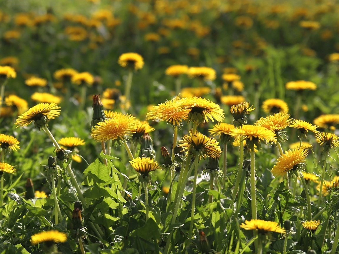 Обои цветы, поле, луг, весна, одуванчики, flowers, field, meadow, spring, dandelions разрешение 1920x1263 Загрузить