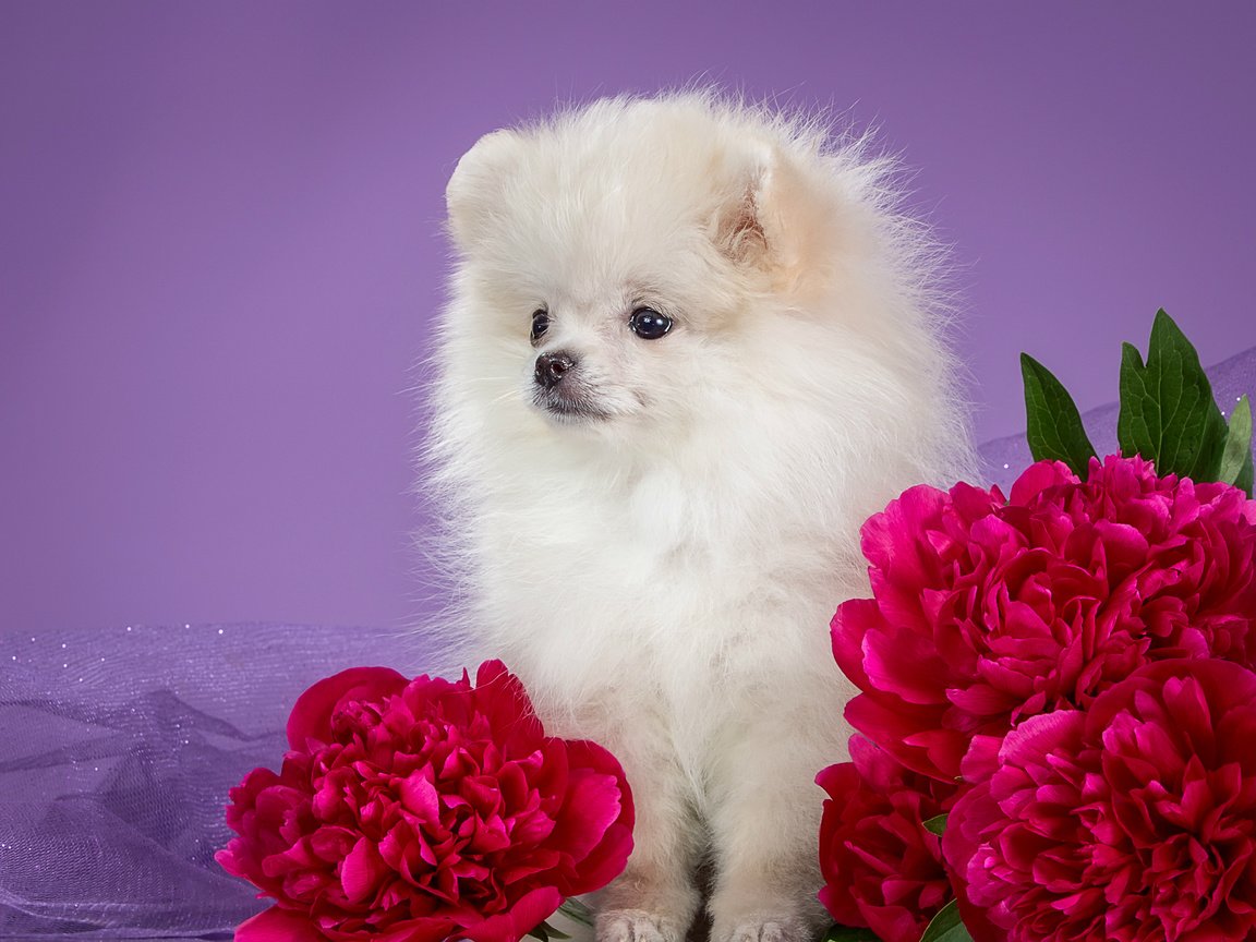 Обои белый, щенок, пионы, шпиц, white, puppy, peonies, spitz разрешение 3000x1875 Загрузить